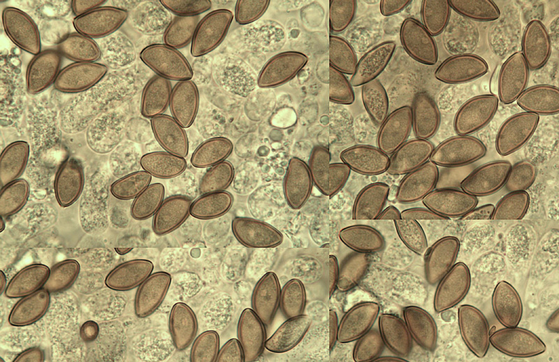 Phaeonematoloma myosotis